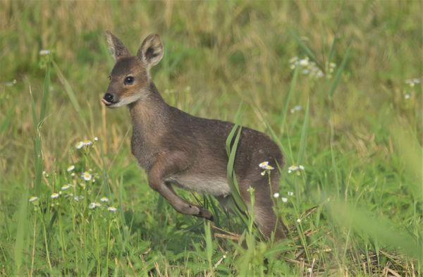 Fawn Water Deer Sticking Tongue Out Jumping thumbnail