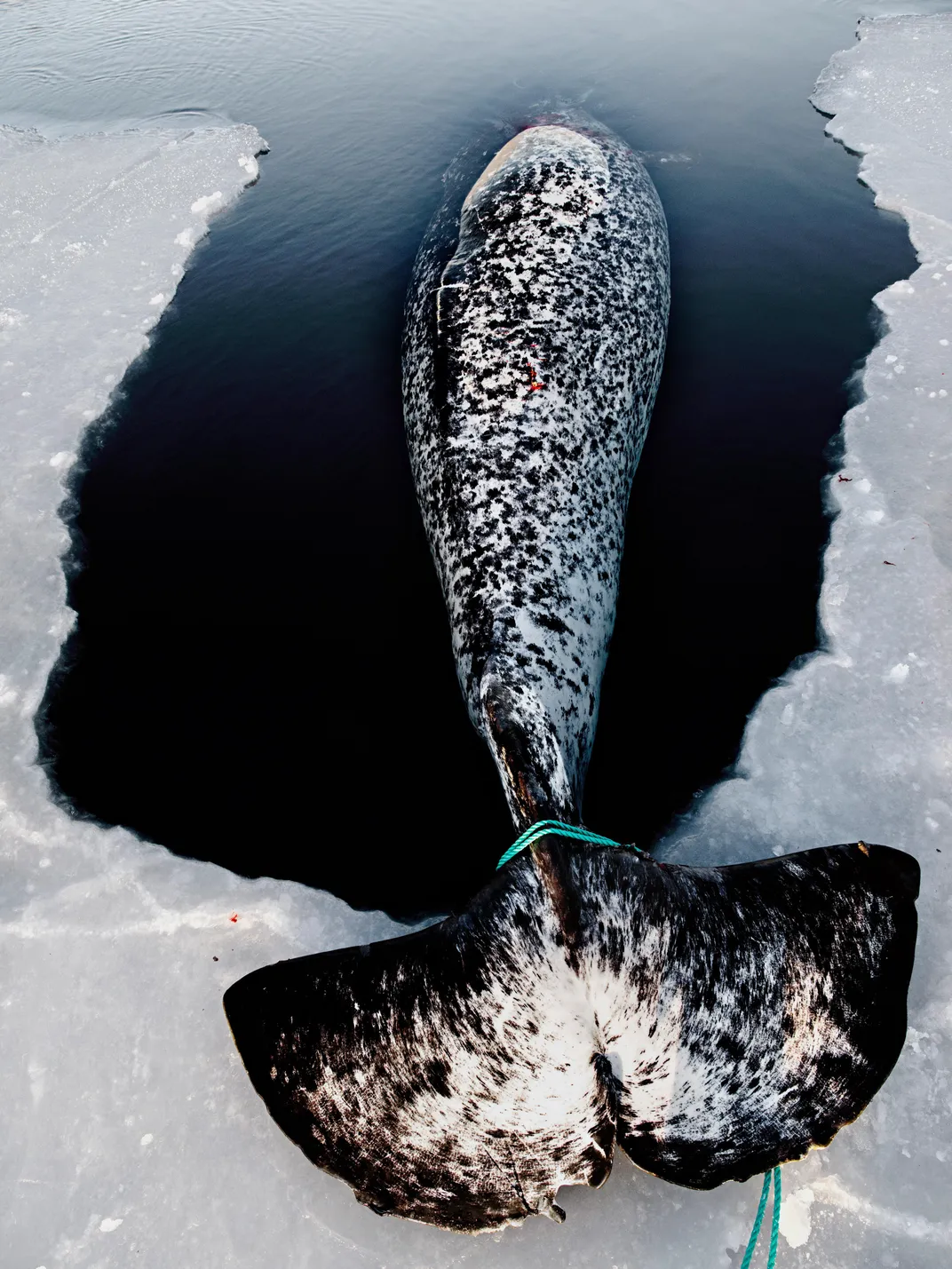 narwhal