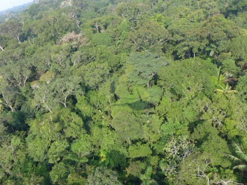 Putumayo Rainforest 