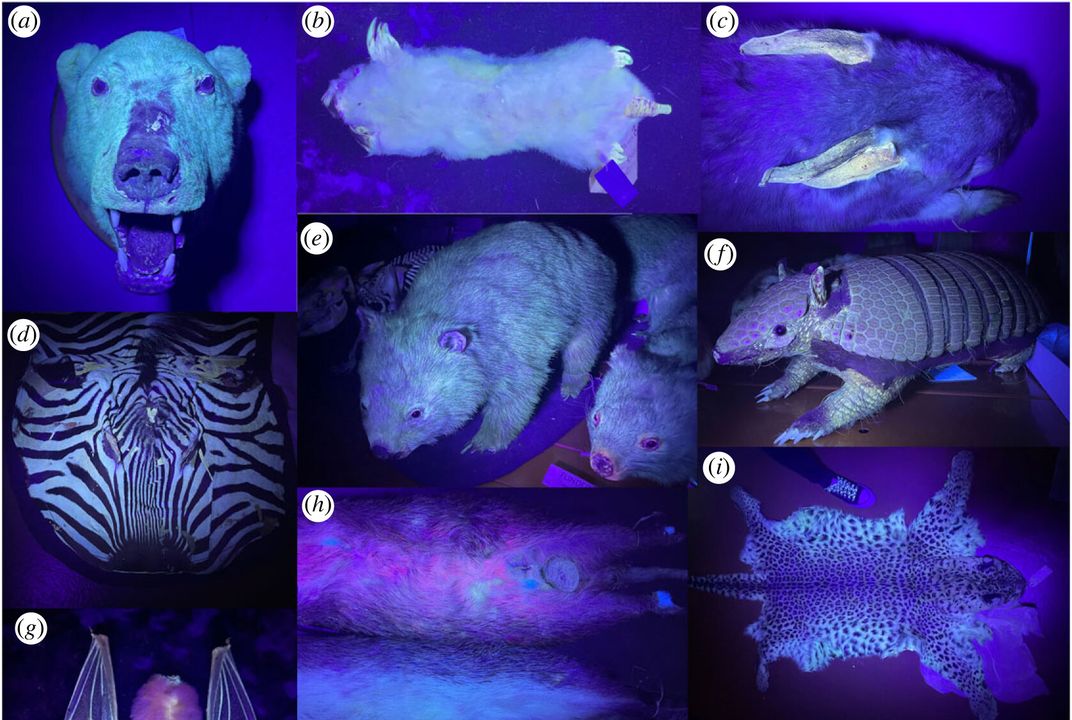 Bioluminescent Land Animals Bioluminescence In Fish Evolved 27