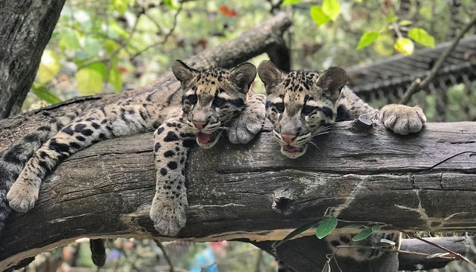 Two clouded leopard cubs with thick, spotted fur, large paws and rounded ears rest together on a wide tree limb at the Smithsonian's National Zoo.