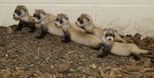 Black-footed ferrets at the National Zoo