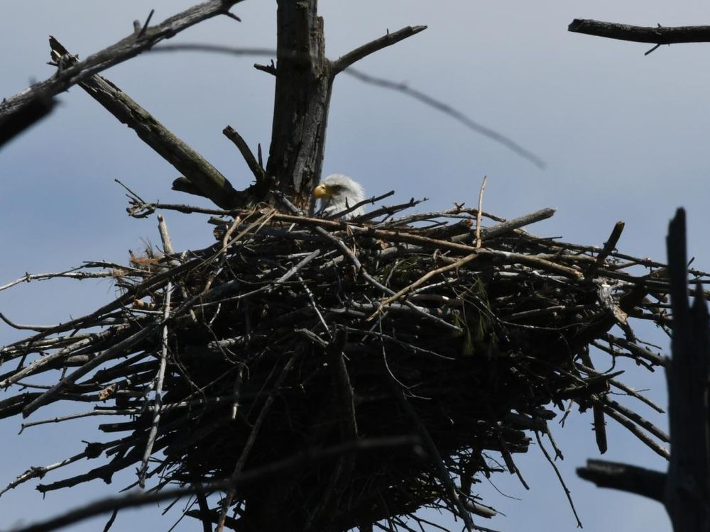 baby eagle.jpg