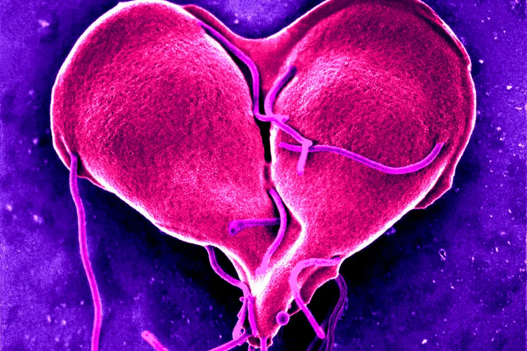 Giardia Cell 