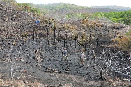 The newly discovered banana cultivation site