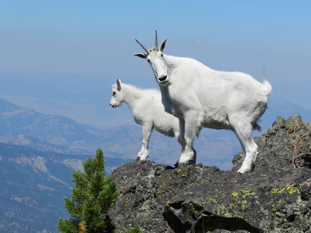 Mountain goats