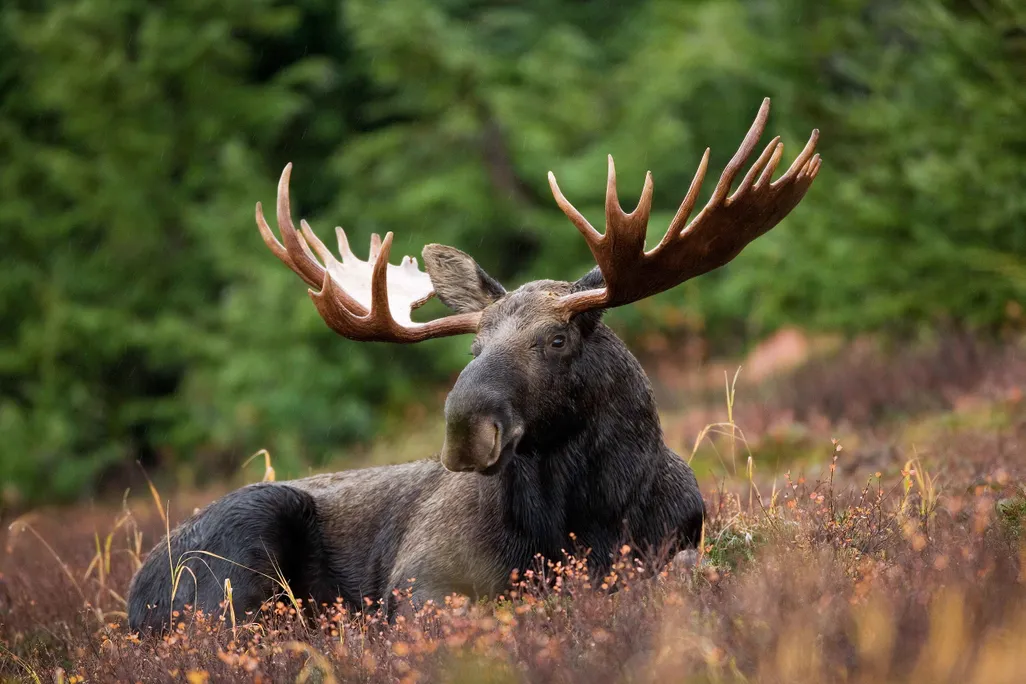An image of a male moose laying down in a forest
