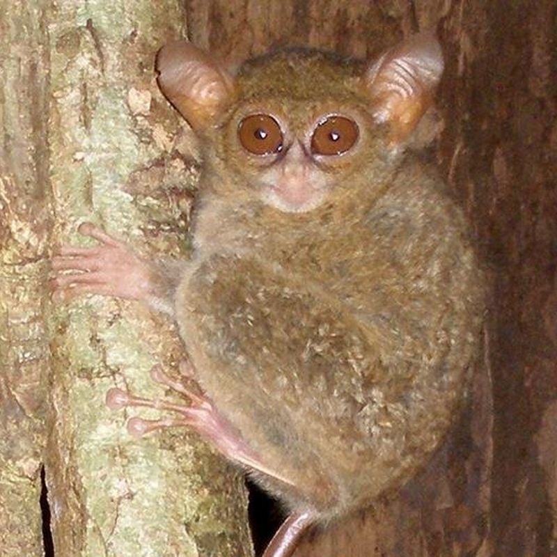 malmag ou tarsier