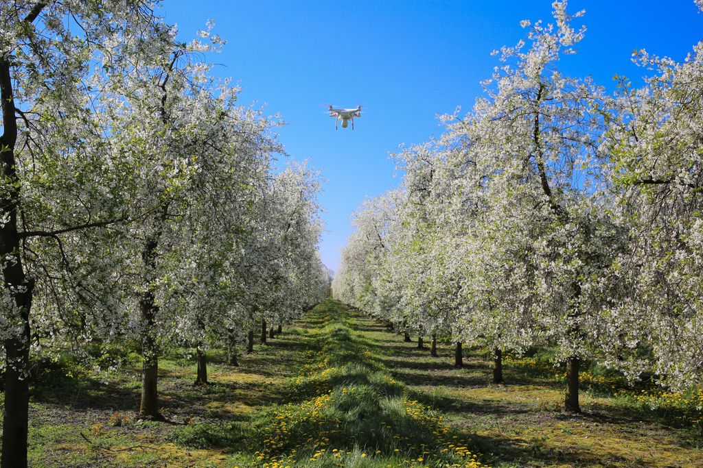 Drone over Cherry Trees