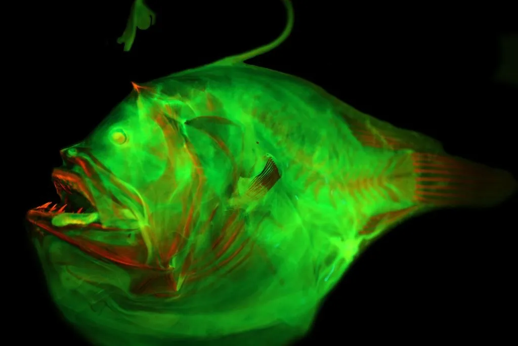 A glowing green fish with a lure protruding from its head against a black backdrop