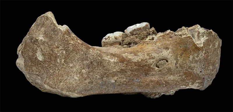 Hàm Denisovan