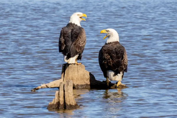 Bald Eagles Communicating with Each Other thumbnail