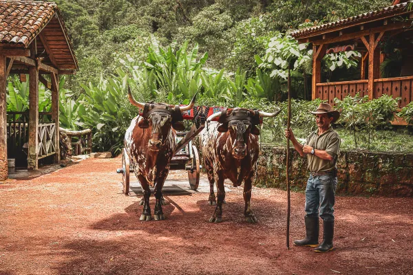 The Oxen Driver of Costa Rica thumbnail