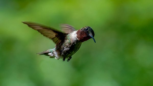 A quizzical hummingbird thumbnail