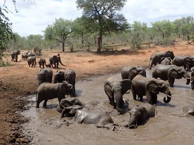 Elephants relax at the Jejane watering hole, with no bees in sight.
