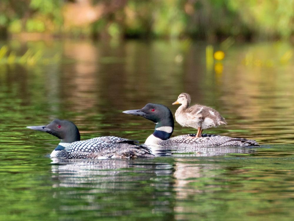 43e8d843-983d-4202-bc52-099127a04e4b-Loon_mallard_5.jpg