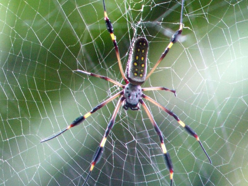 Resting yellow black spider. | Smithsonian Photo Contest | Smithsonian ...