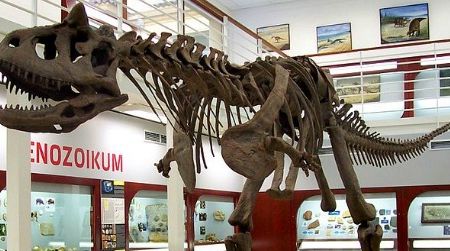 The skeleton of Carnotaurus at the Chlupáč Museum in Prague