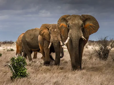 Savannah elephants walk through tall grass in Tsavo, a region in south-eastern Kenya. Trouble often begins when elephants stray from&nbsp;a protected area&nbsp;into human-dominated landscapes.