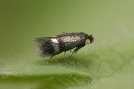 The world’s smallest moth, the pygmy sorrel moth, has a wingspan as short as 2.65 millimeters. It belongs to a group called the leaf miner moths, which could become problematic pests for more farmers as global temperatures rise. (Patrick Clement,  CC BY 2.0)