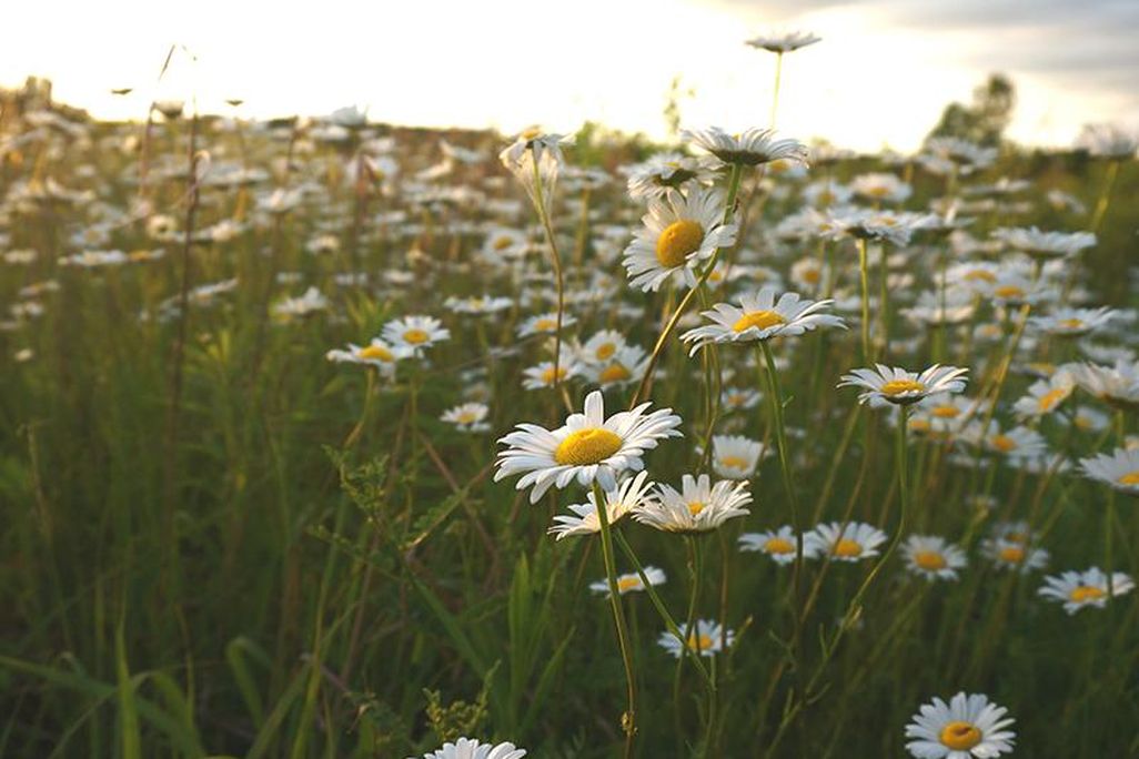 Field of daisies