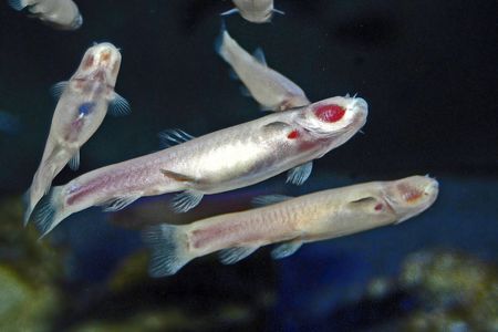 Feast your eyes on the blind Somalian cavefish, which has—like mammals—mysteriously lost the ability to use light to fix damaged DNA.