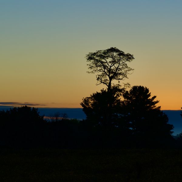 The appeal of a solitary tree at sunset on a peaceful evening. thumbnail