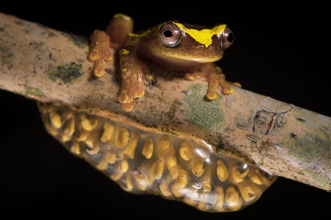 Reproductive explosion | Smithsonian Photo Contest | Smithsonian Magazine