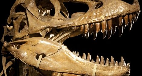The skull of Tarbosaurus
