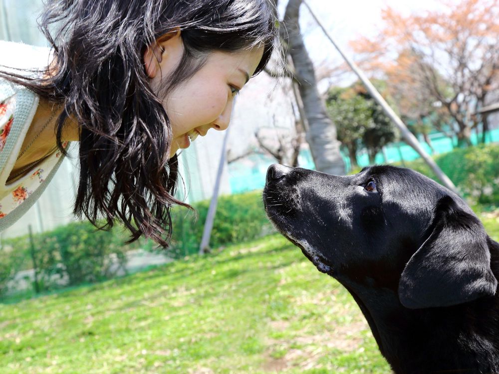 Dog Gazes Hijack the Brain’s Maternal Bonding System