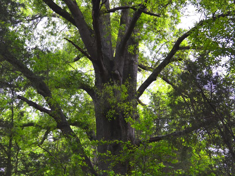 Big tree VA Smithsonian Photo Contest Smithsonian Magazine