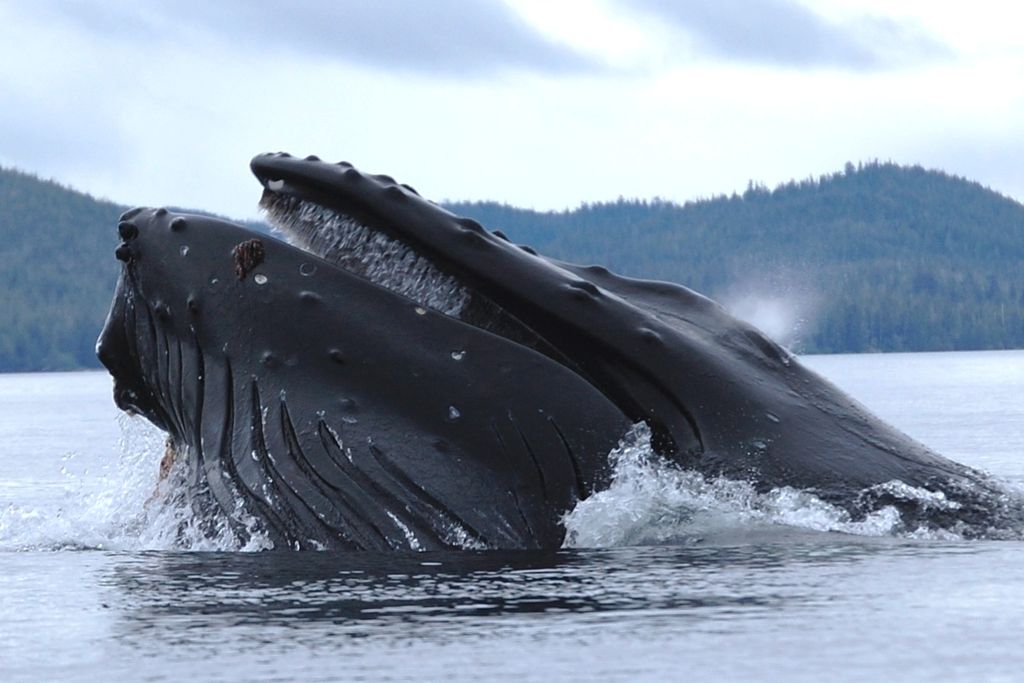 A humpback whale resurfacing from the ocean