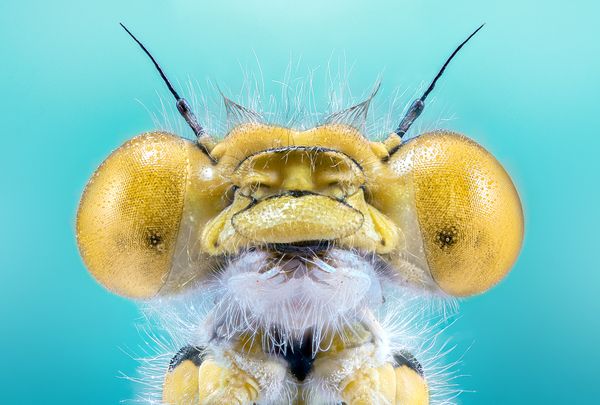 Yellow Damselfly CloseUp thumbnail