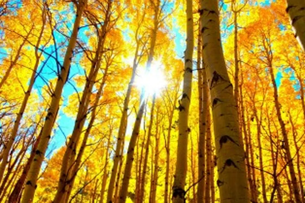 fall_trees_in_the_woods_388.jpg