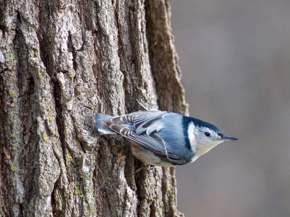 a white-breasted nuthatch on a tree trunk