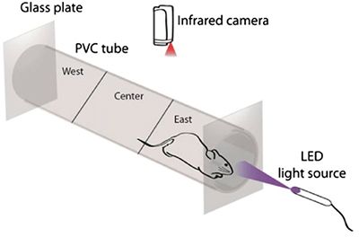 In the experiment, mice treated with AAQ scurried quickly away from the light source.