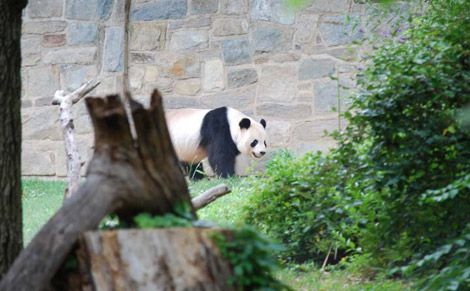 pandas at the Zoo