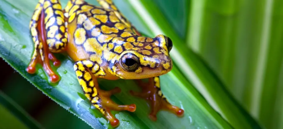  Dart frog in Costa Rica 