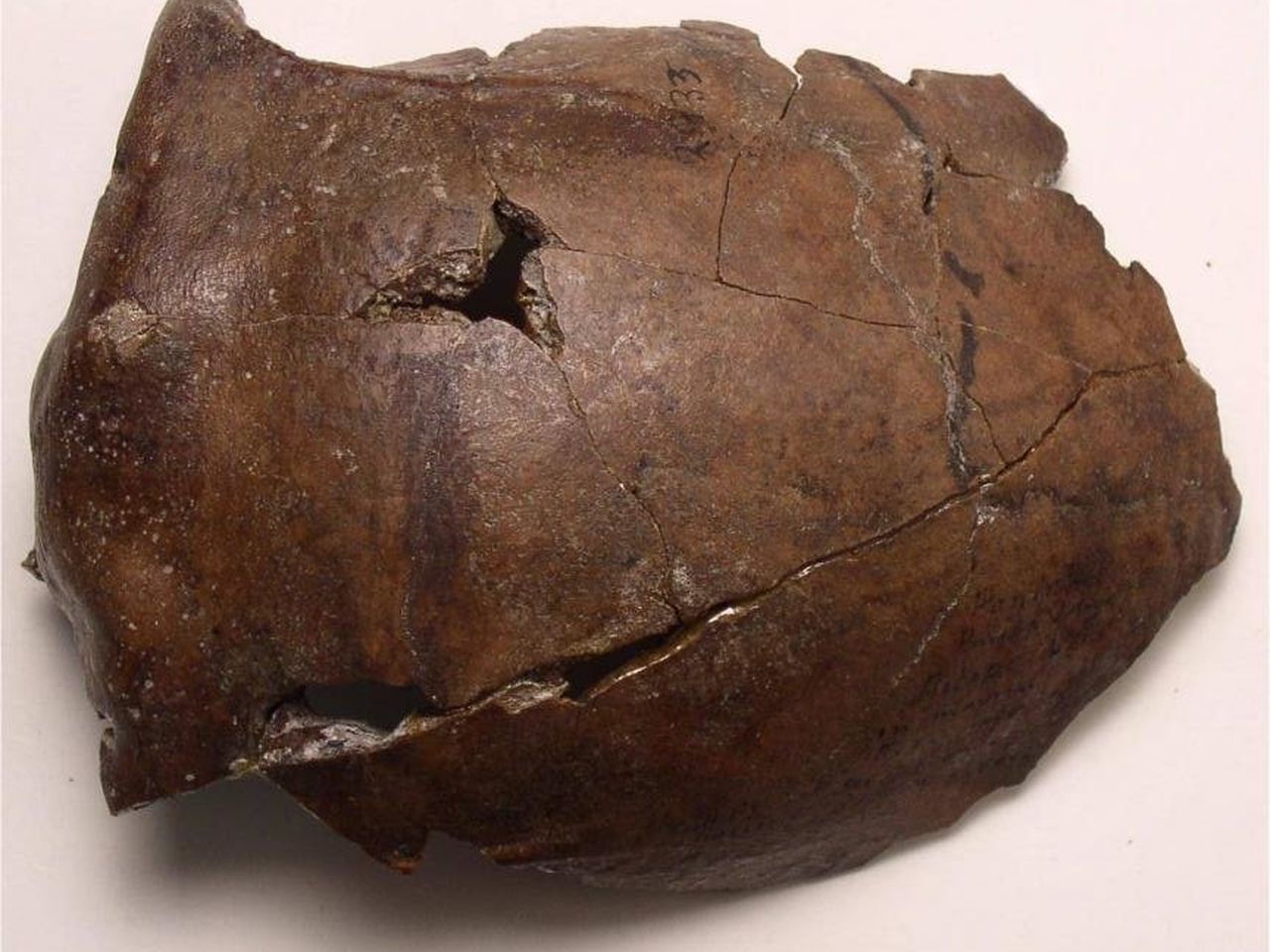 aitape_skull.jpg