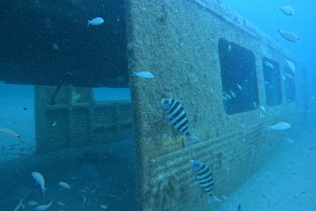 Underwater view of old subway car with fish swimming around it