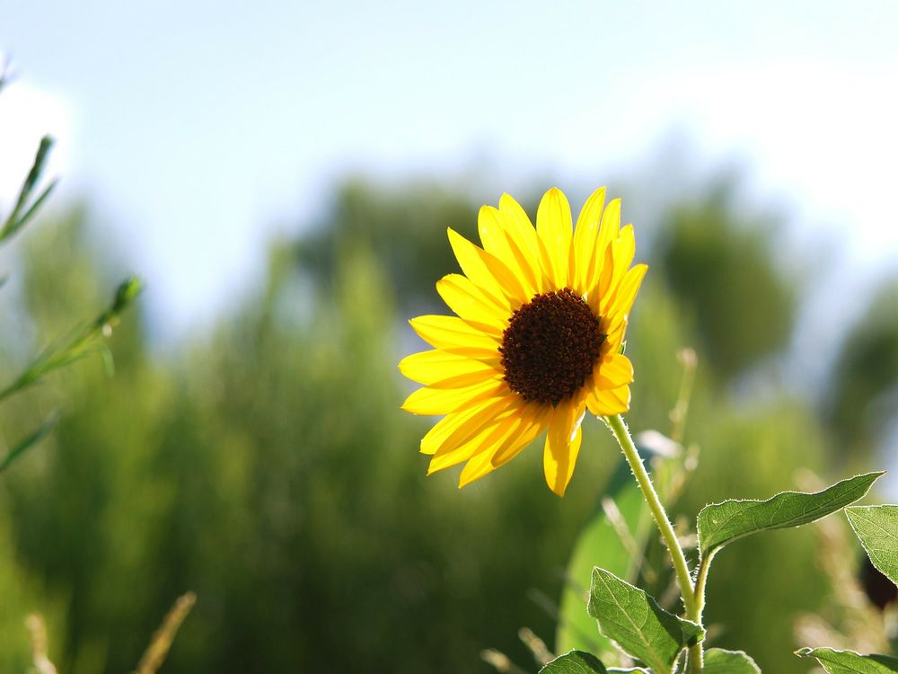 wild sunflower