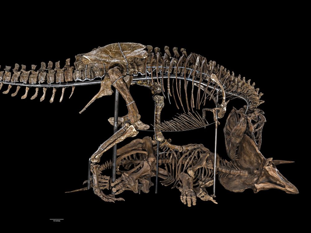 T. rex fossil posed with a Triceratops