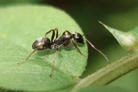 Ants don't have noses, but they detect scents using antennae atop their heads.