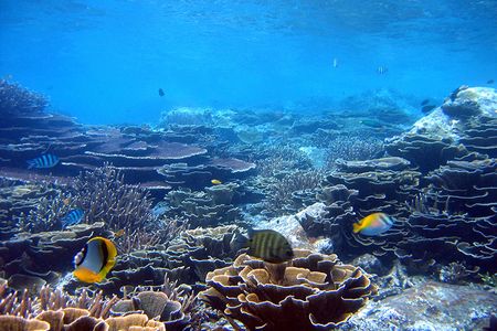 Acropora species, like those pictured above in Malaysia, seem to be targeted by a disease that destroys coral tissue.