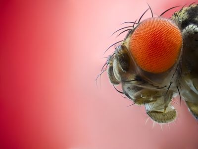 Itty-bitty insects have an outsized impact on human culture.