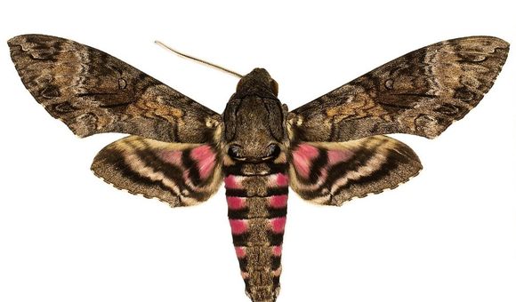 The National Museum of Natural History’s Lepidoptera collection holds up to half of the world's species of hawk moths, important pollinators for many wild ecosystems. There are over 1450 species of hawk moths in total on Earth. (Smithsonian)
