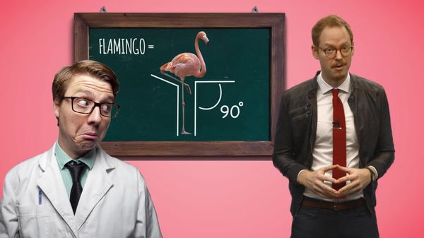 Preview thumbnail for TweenTribune: Why Do Flamingos Stand on One Leg?