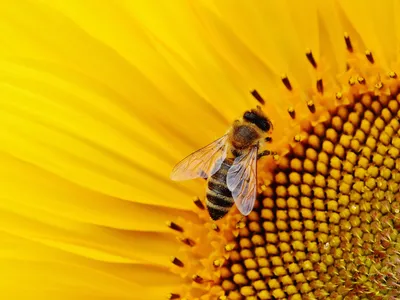 Pollinators, including bees, are suffering because of human activities.