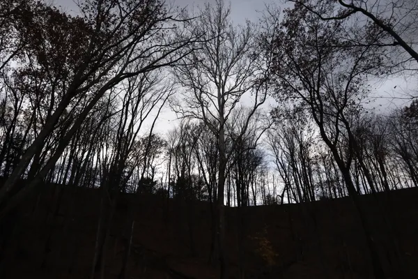 night  trees thumbnail