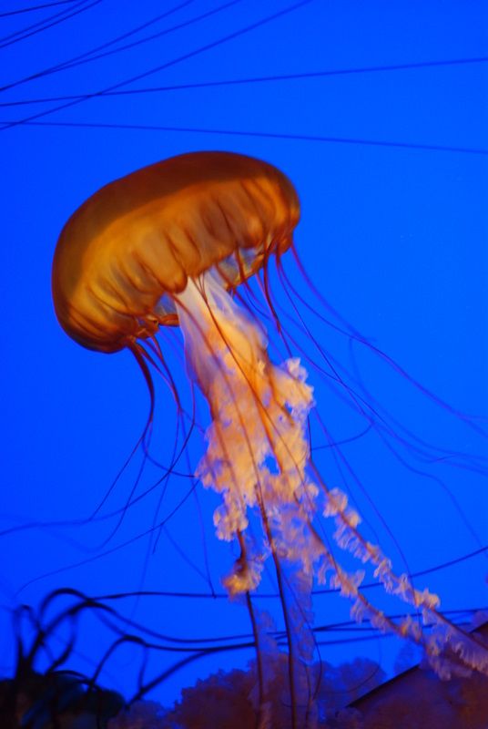 Jellyfish at Monterey Bay | Smithsonian Photo Contest | Smithsonian ...